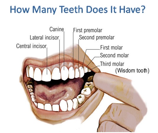 how-many-teeth-do-adults-have