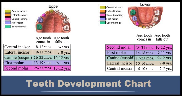 When Do Babies Get Molars