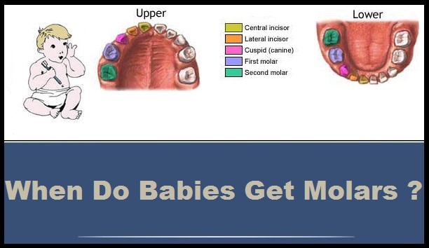 When Do Babies Get Molars