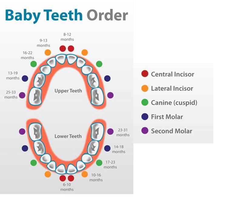 What Order Do Baby Teeth Come In 